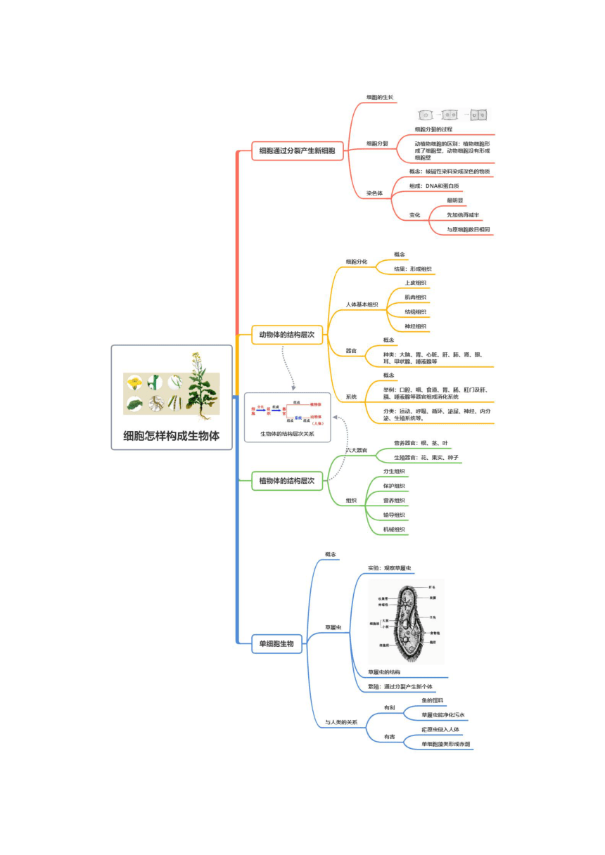 第二单元 第二章 细胞怎样构成生物体 2023-2024学年人教版生物七年级上册期末复习知识小锦 （word版 含解析）