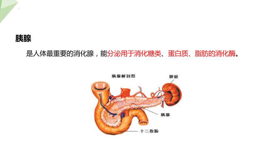 4.8.2 食物的消化和营养物质的吸收 课件 (共24张PPT)初中生物北师版七年级下册