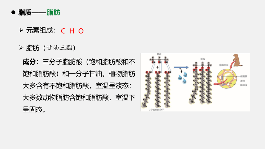 高中生物苏教版必修一（2019）1.2.2 脂质在维持细胞结构和功能中的作用(共22张PPT)