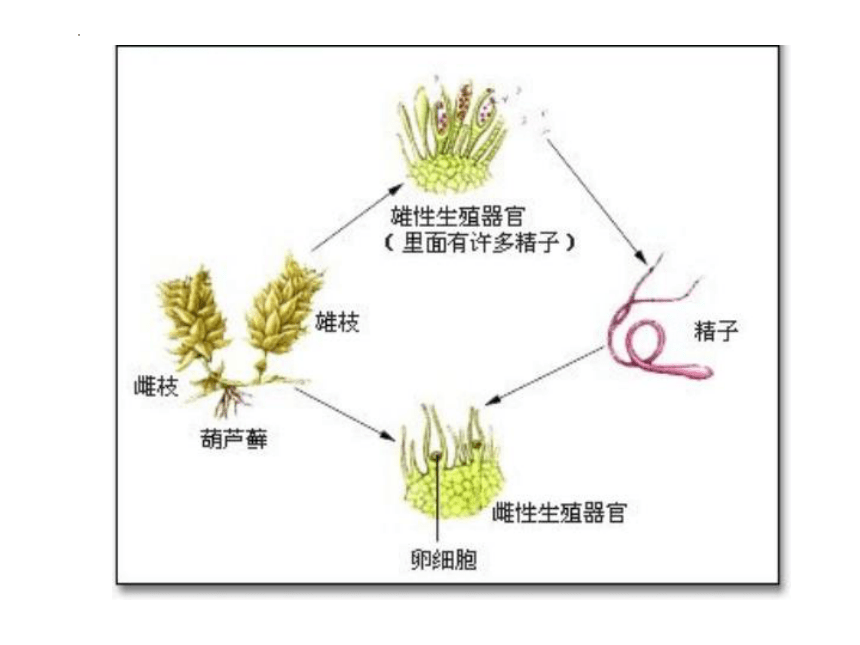 4.1.1 植物-植物的基本类群课件(共34张PPT) 沪教版生物第二册
