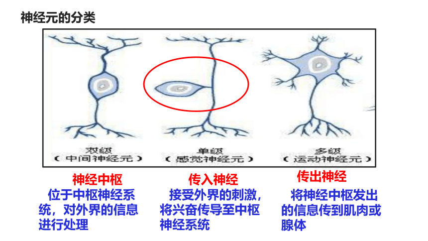 2.2神经调节的基本方式课件（共46张PPT）2023-2024学年高二上学期生物人教版选择性必修1