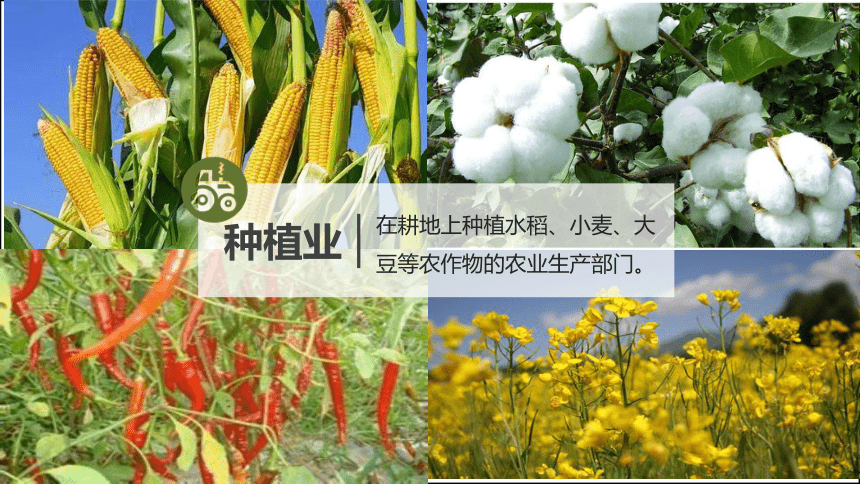 4.1 中国的农业 八年级地理上册课件(35张PPT) 湘教版