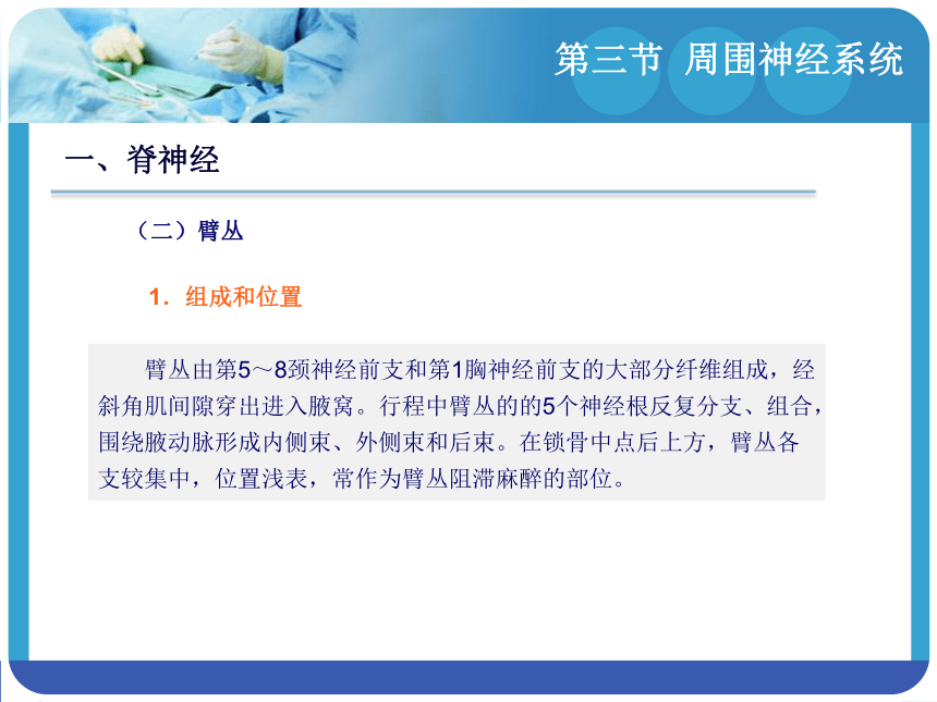 14.3周围神经系统 课件(共94张PPT)-《解剖学基础》同步教学（江苏大学出版社）