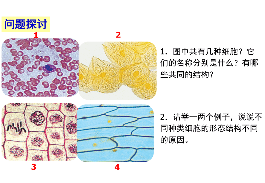 1.2细胞的多样性和统一性(课件共40张PPT)