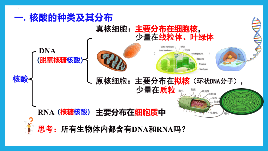 2.5核酸是遗传信息的携带者 课件(共39张PPT)