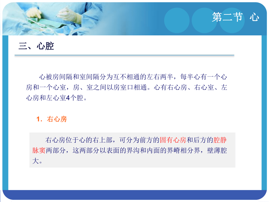 8.2心 课件(共35张PPT)-《解剖学基础》同步教学（江苏大学出版社）