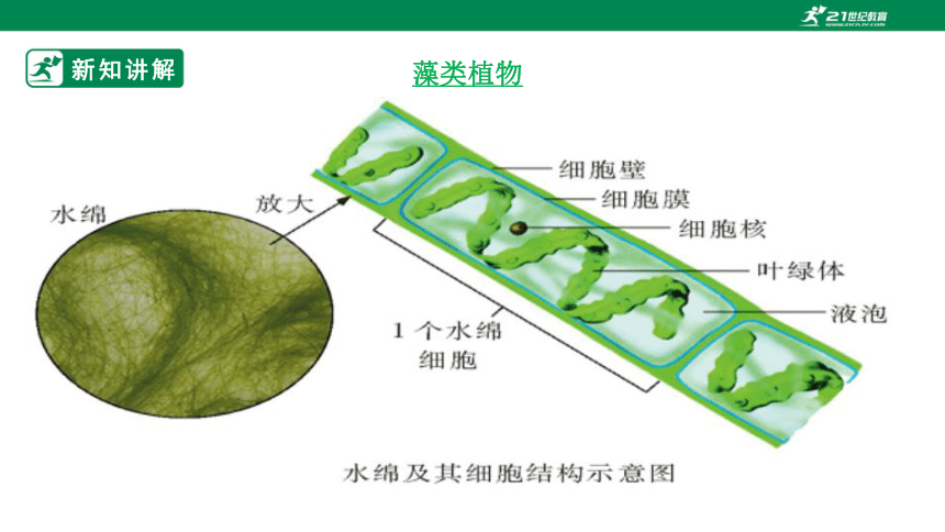 5.14.1 五彩缤纷的植物世界-2023-2024学年八年级生物上册同步课件（苏教版）(共38张PPT)+视频素材