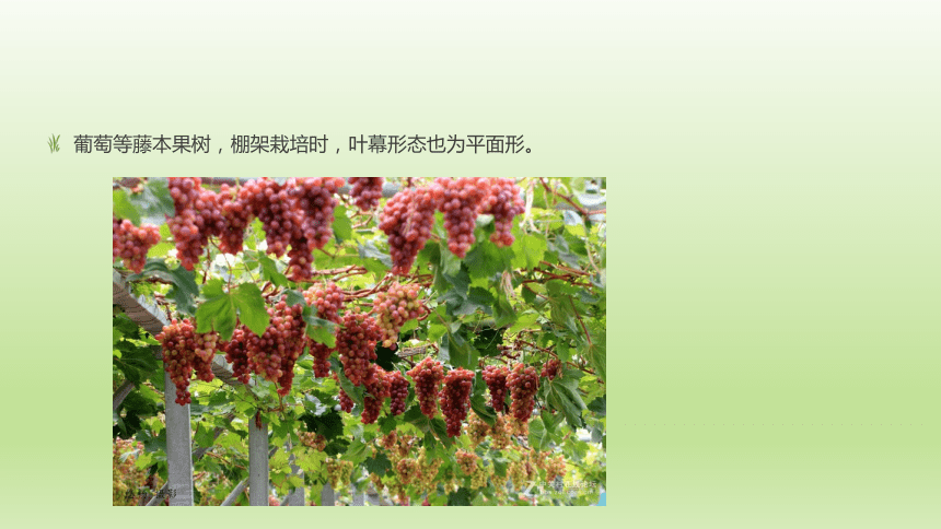 1.3.4叶幕与叶面积指数 课件(共21张PPT）-《果树生产技术》同步教学（中国农业出版社）