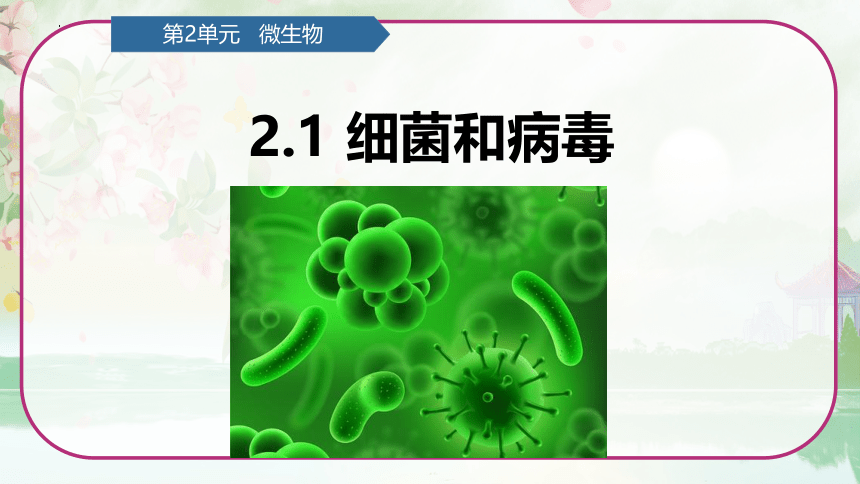 第2单元   微生物 2.1 细菌和病毒 （课件）(共15张PPT)青岛版六年级科学上册