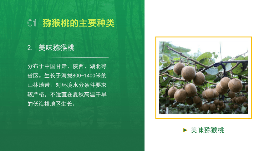 6.1.1猕猴桃主要种类及优良品种 课件(共13张PPT）-《果树生产技术》同步教学（中国农业出版社）