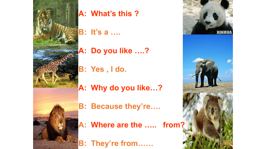 Unit 5 Why do you like pandas? Section A Grammar Focus-3c 课件(共27张PPT)