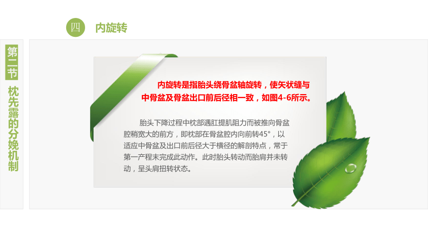 4.2枕先露的分娩机制 课件(共12张PPT)-《妇产科护理》同步教学（江苏大学出版社）