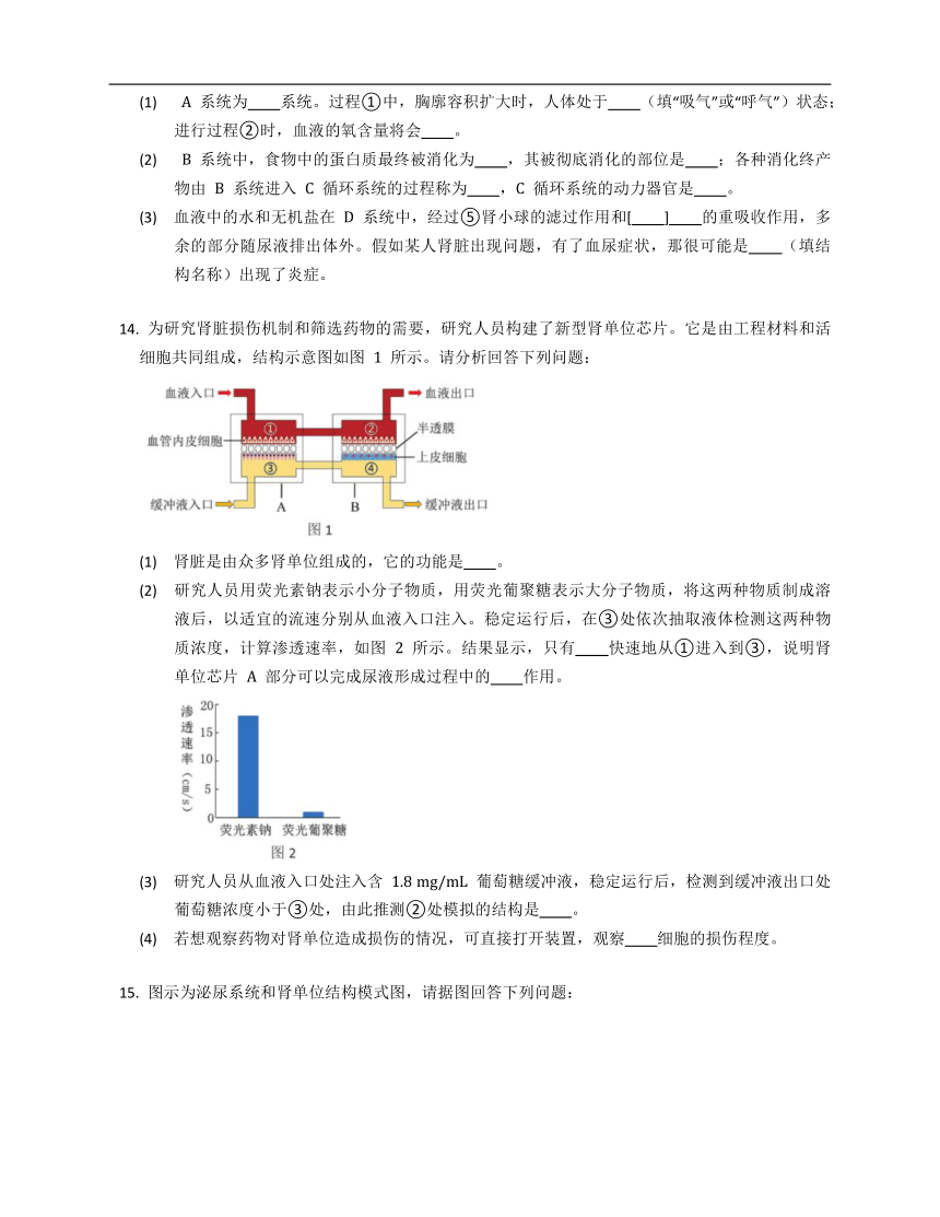 北师大版七年级下4.11.2尿的形成与排出同步练习（含答案）