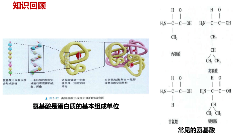 2.5 核酸是遗传信息的携带者课件(共29张PPT)-2023-2024学年高一上学期生物人教版（2019）必修1