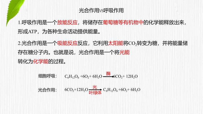 3.5.1 光合作用概述、光合色素的提取与分离  课件(共25张PPT) 2023-2024学年高一生物 浙教版（2019） 必修一