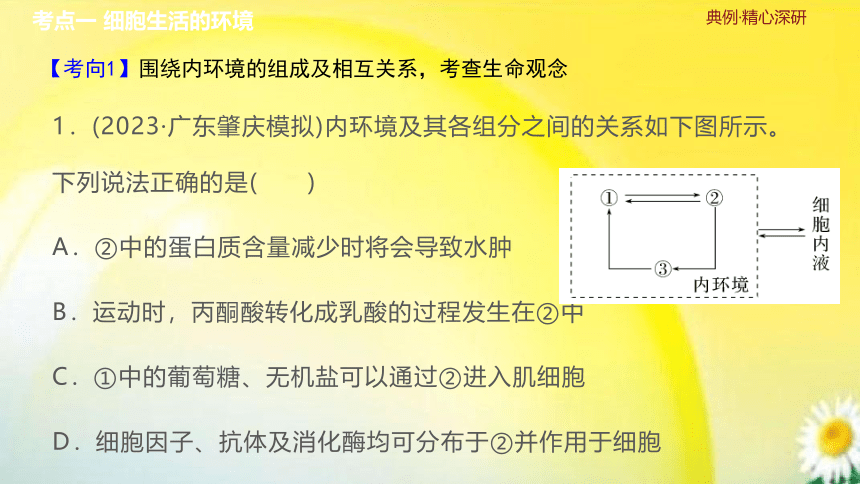 高三生物总复习课件-选择性必修1 稳态与调节：第29讲　人体的内环境与稳态(共29张PPT)