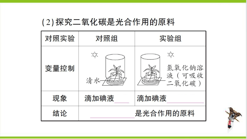 【掌控课堂-创优作业】人教版生物七(上)期末复习 专题四 植物的三大生理作用及爱护植被 (课件版)