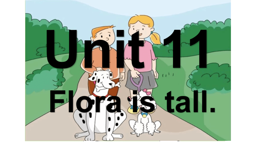 Unit 11 Flora is tall.Lesson 1 课件(共47张PPT)
