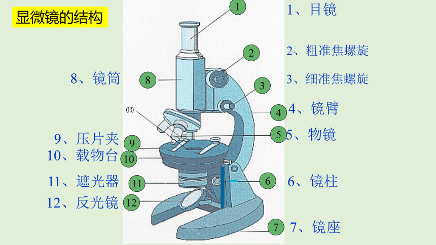 2.1.1练习使用显微镜课件(共14张PPT)2023年秋人教版生物七年级上册