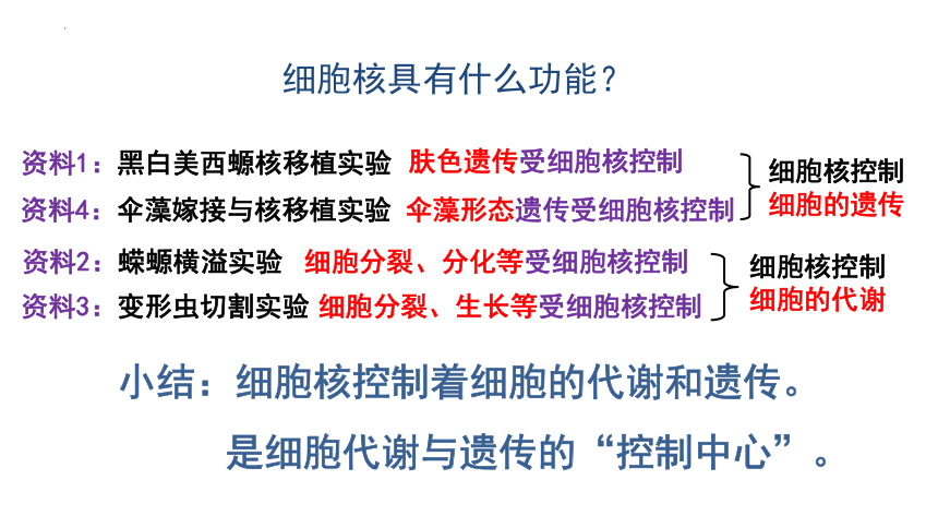 3.3细胞核的结构和功能  课件生物人教版必修1(共31张PPT)