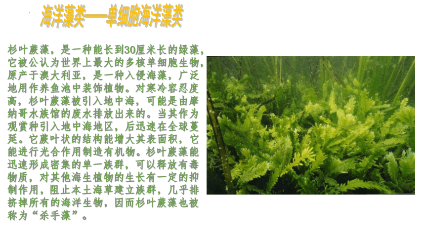 3.1.1 藻类、苔藓和蕨类植物课件(共36张PPT)七年级生物上册（人教版）