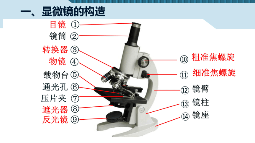 2.1.1练习使用显微镜课件(共30张PPT)人教版七年级上册生物