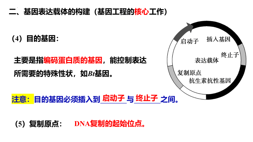 3.2基因工程的基本操作程序（第2课时）课件（共51张PPT）-人教版选择性必修3