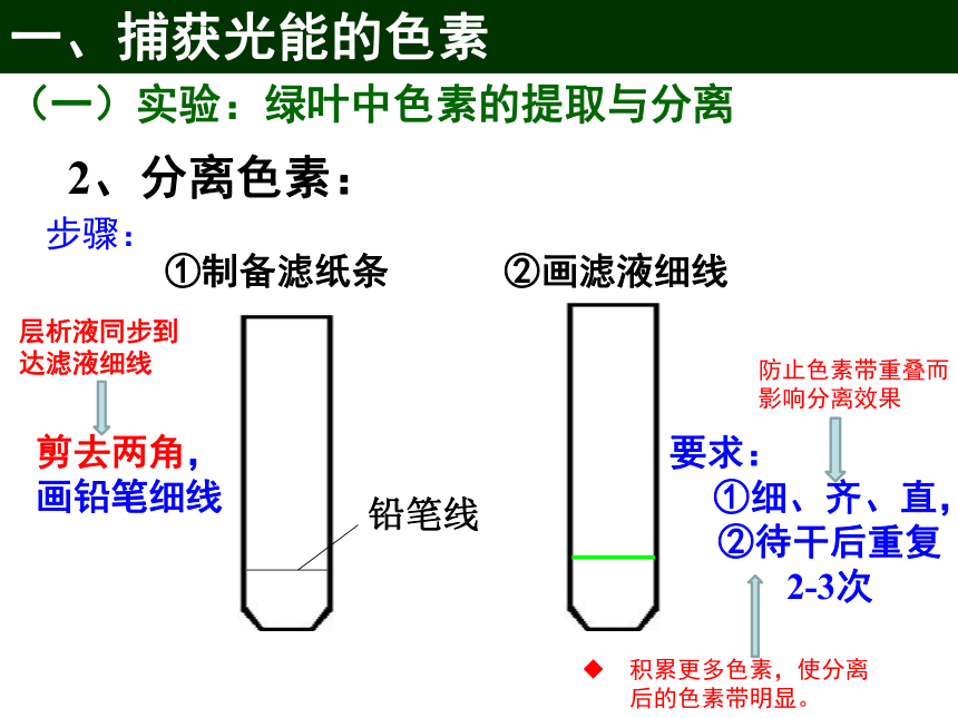 人教版（2019） _ 必修1 分子与细胞 5.4光合作用与能量转化(共63张PPT)