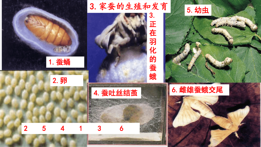 6.19.2 动物的生殖和发育（课件）-2023-2024学年八年级同步精品课堂（北师大版）(共21张PPT)