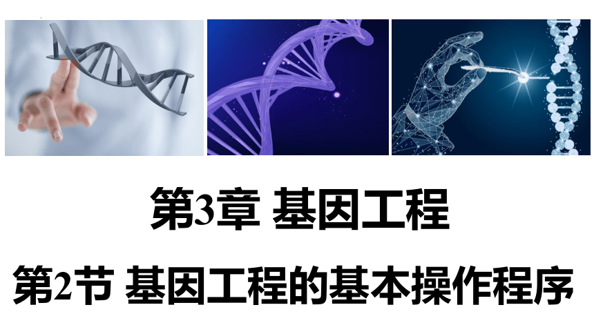 3.2基因工程的基本操作程序（第2课时）课件（共51张PPT）-人教版选择性必修3