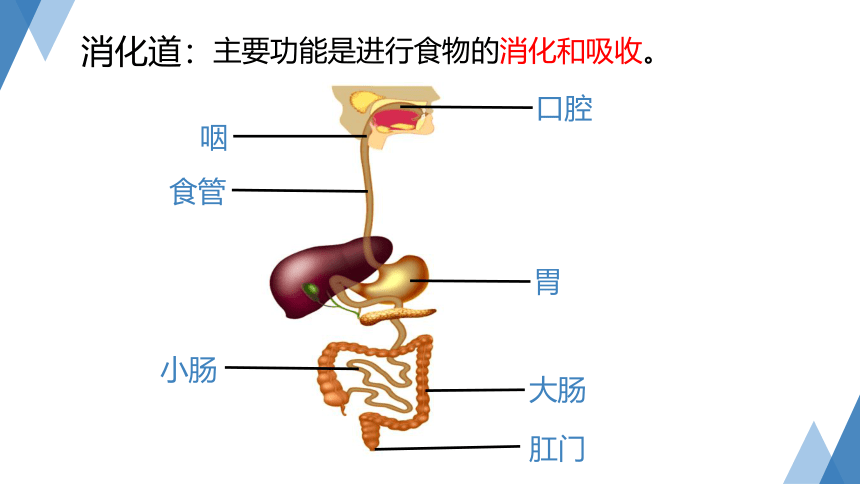 4.2 食物的消化和吸收(第1课时，课件 27张PPT）