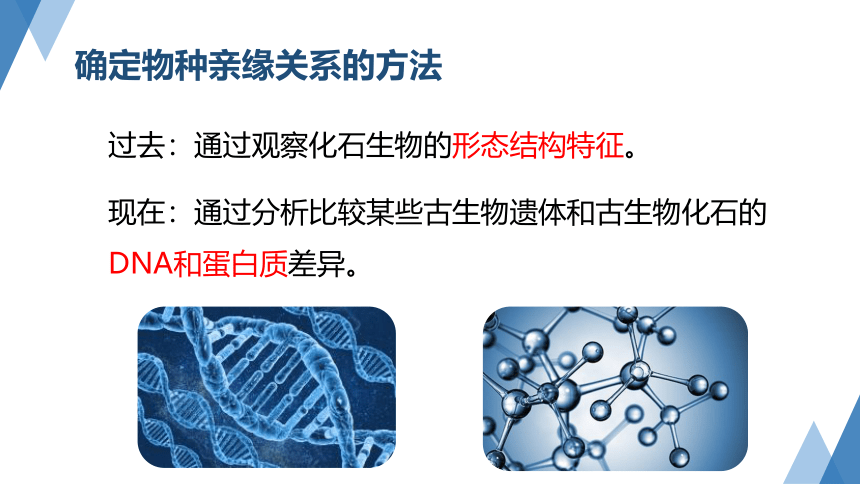 1.4生物的进化（第1课时 课件 27张PPT）