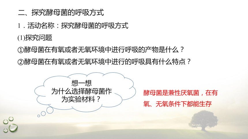 3.4.1 探究酵母菌的呼吸方式及需氧呼吸  课件(共22张PPT) 2023-2024学年高一生物 浙教版（2019） 必修一