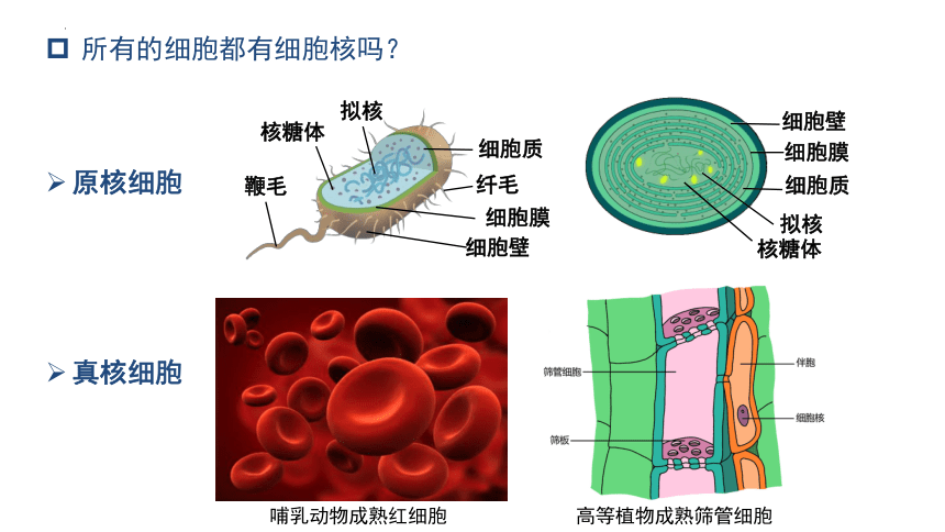 3.3细胞核的结构和功能  课件生物人教版必修1(共31张PPT)