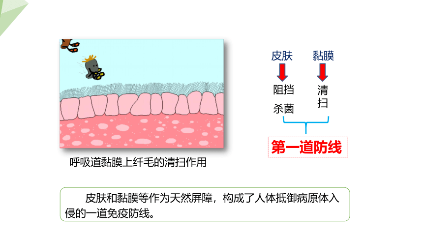 4.13.3 人体免疫 课件 (共21张PPT)2023-2024学年初中生物北师版七年级下册