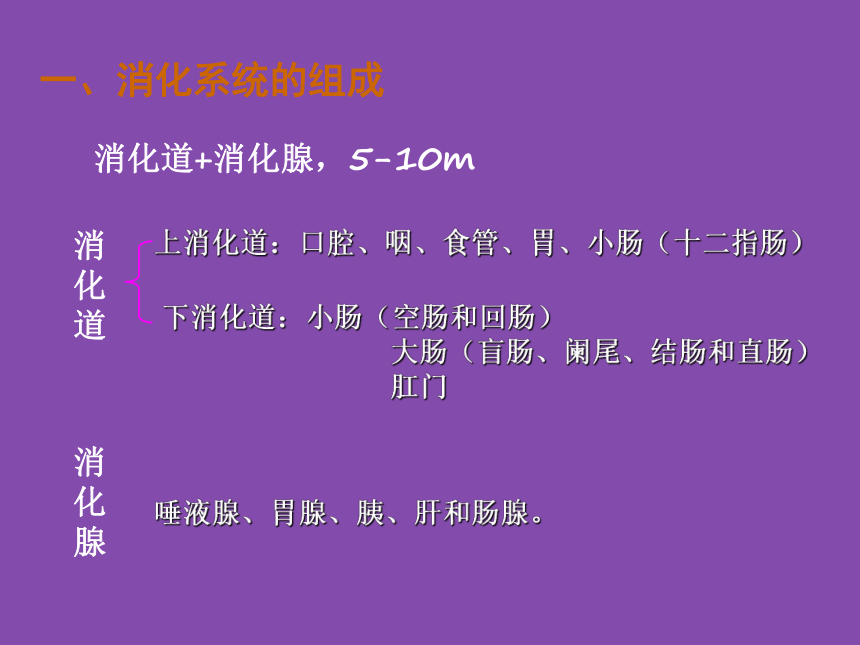 1 食物的消化与吸收 课件(共18张PPT)- 《食品营养与卫生学》同步教学（轻工业版）