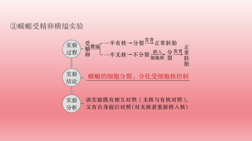 2024届高考生物学一轮复习专题课件细胞核的结构和功能(共63张PPT)