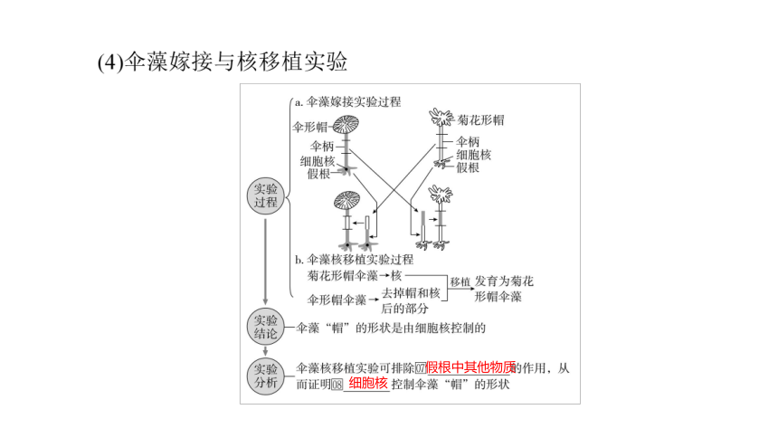 人教生物必修1复习课件：3.3 细胞核的结构和功能