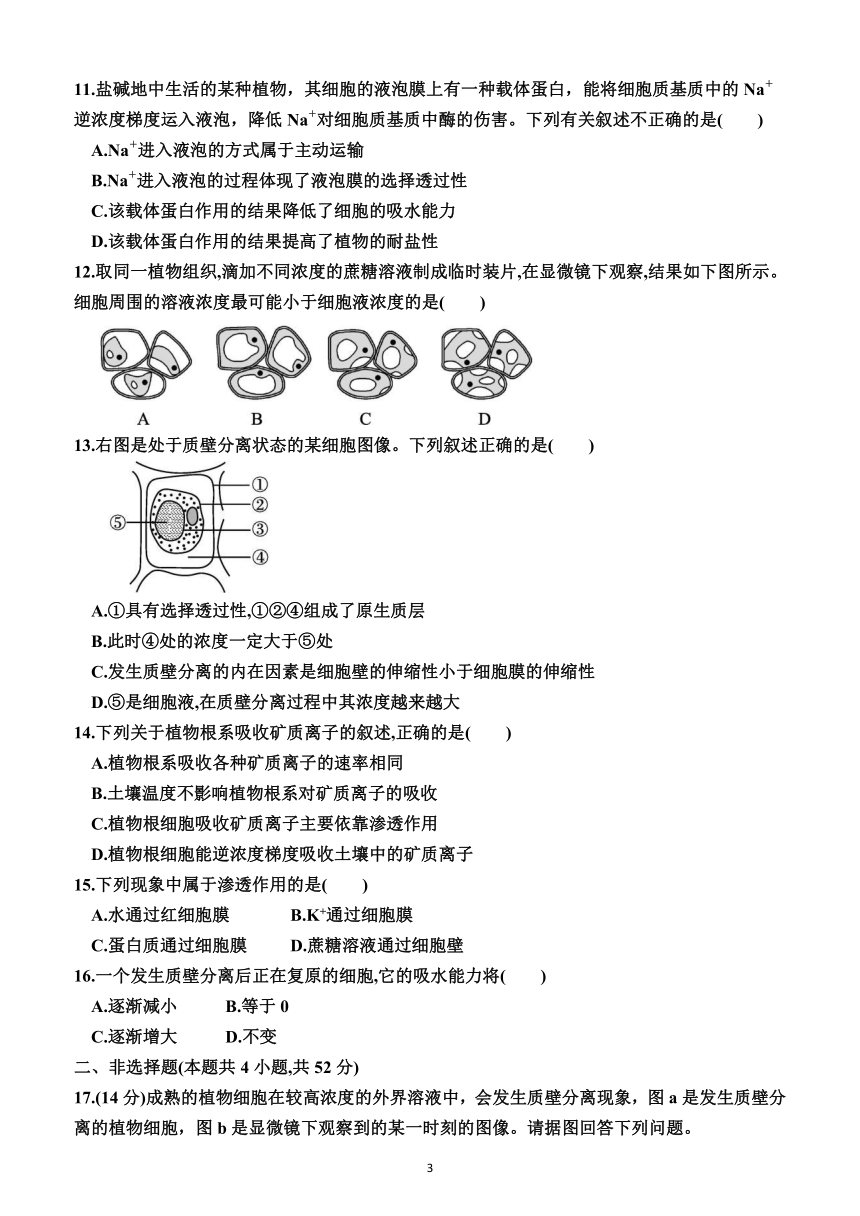 第四章　细胞的物质输入和输出（综合测试卷）（附答案）—2023-2024学年人教版(2019）生物高一上学期必修1