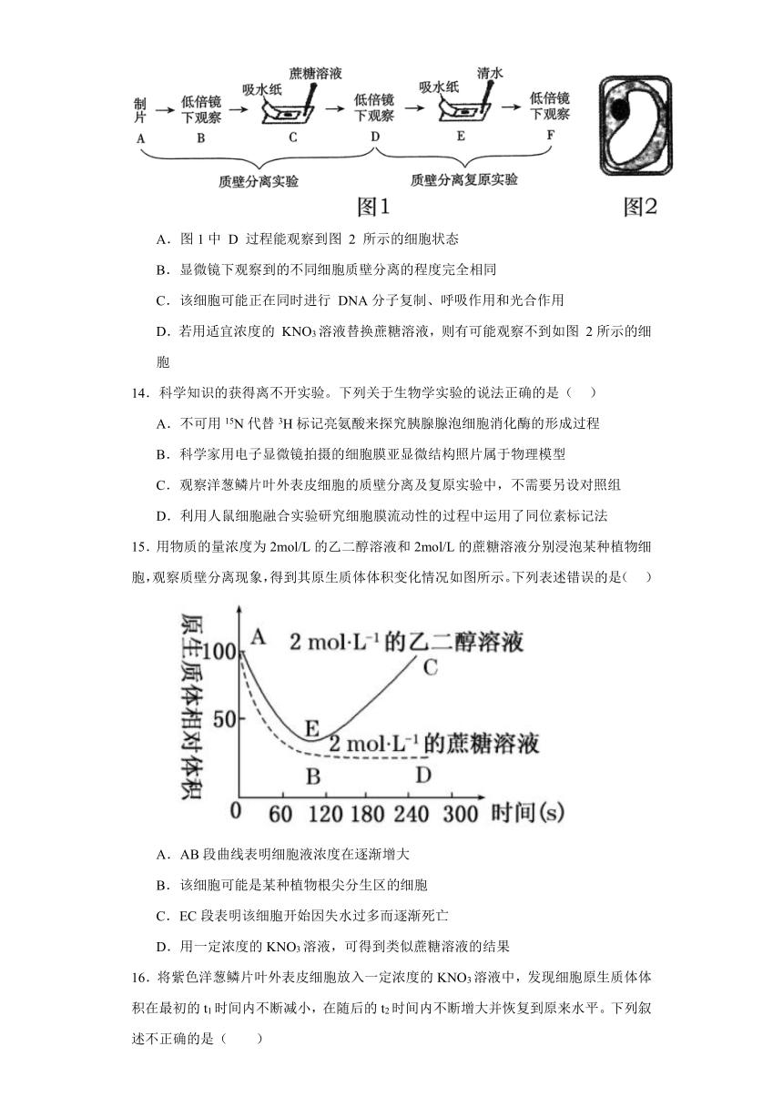 4.1被动运输  检测卷-2023-2024学年高中生物学人教版（2019）必修1（含答案）