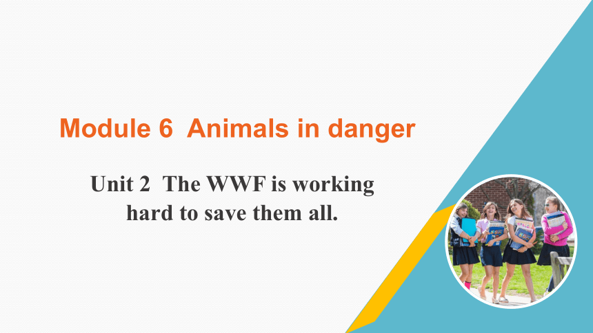 外研版八上Module 6 Unit 2 The WWF is working hard to save them all课件（共17张PPT)
