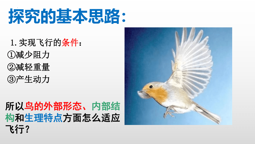 5.1.6鸟课件 (共33张PPT)人教版生物八年级上册