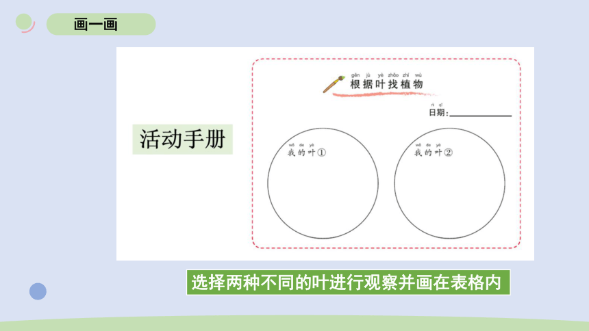 2023秋教科版一年级科学上册 1-4《这是谁的叶》（课件）(共14张PPT)