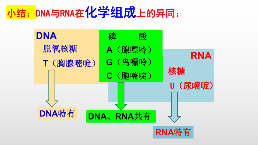 2.5 核酸是遗传信息的携带者 课件（共26张PPT）-高一生物（人教版2019必修1）