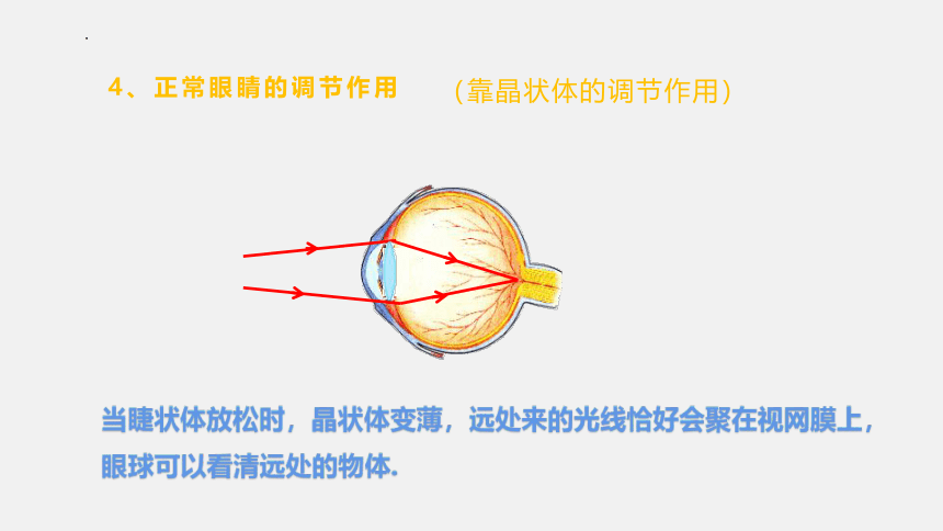 4.6《神奇的眼睛》课件 共2课时 (共48张PPT) 2022-2023学年沪科版八年级物理上学期