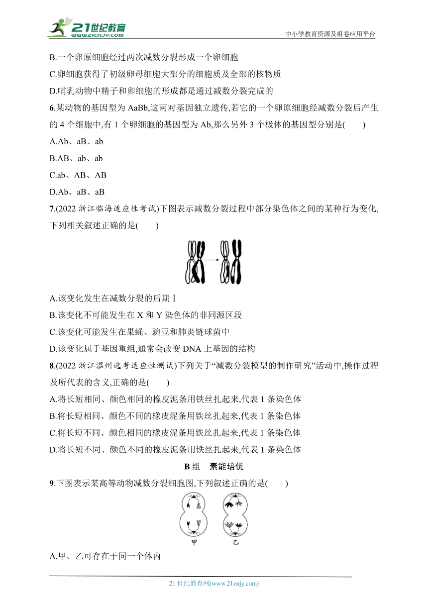 2025浙科版新教材生物学高考第一轮基础练--作业18　减数分裂和受精作用（含解析）