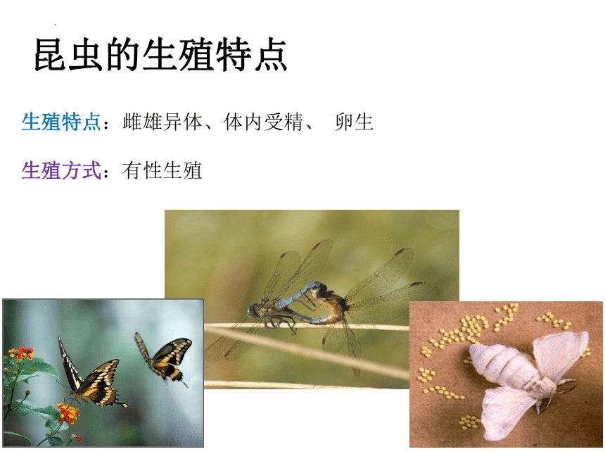 4.2.1 昆虫的生殖和发育-2023-2024学年八年级生物上册同步精品课件（济南版）(共19张PPT)