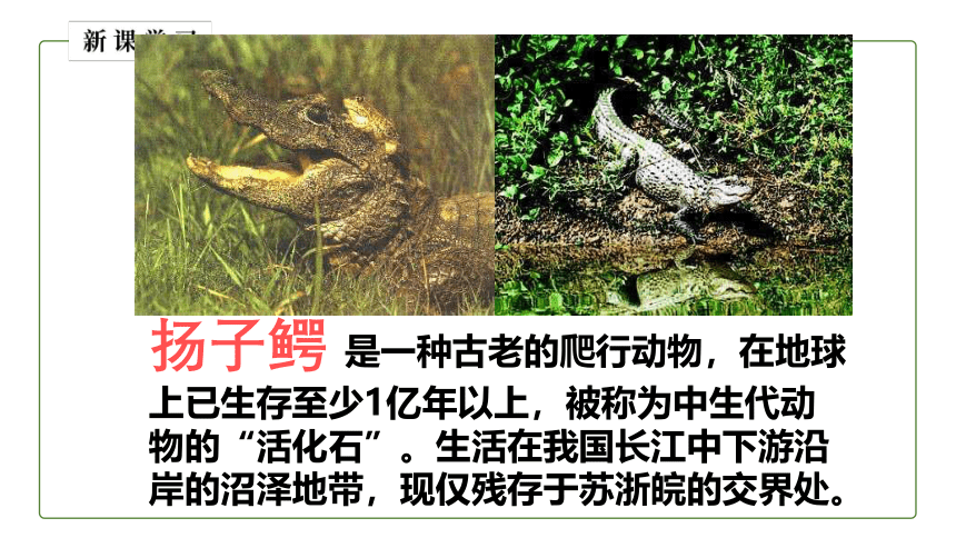 6.3 保护生物多样性课件（共31张PPT）人教版八年级生物上册