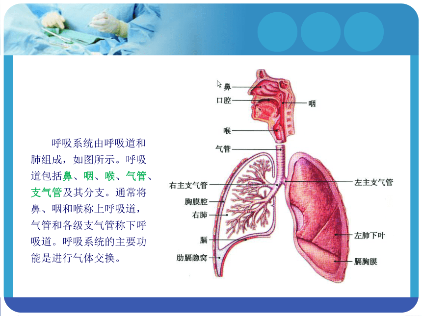 4.1呼吸道 课件(共21张PPT)-《解剖学基础》同步教学（江苏大学出版社）