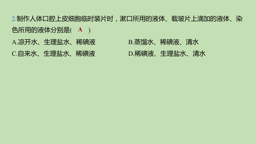 2.1.3 观察动物细胞课件（共21张PPT）2023-2024学年六年级生物鲁教版（五四学制）